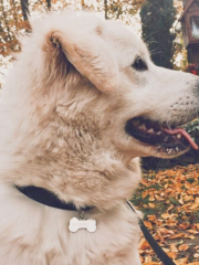 Identyfikator dla psa z grawerem