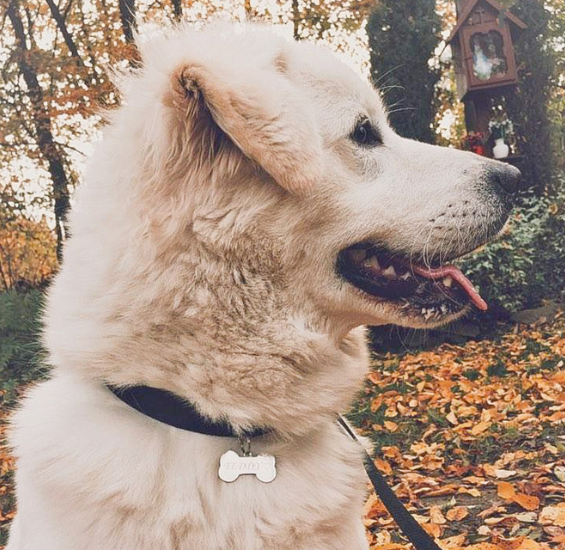 Identyfikator dla psa z grawerem